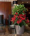 Ardisia crenata